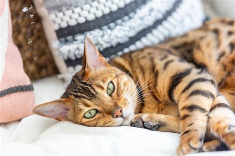 bengal cat sounds|are bengal cats talkative.